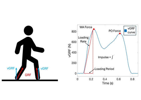 WalkEar: Holistic Gait Monitoring using Earables teaser figure