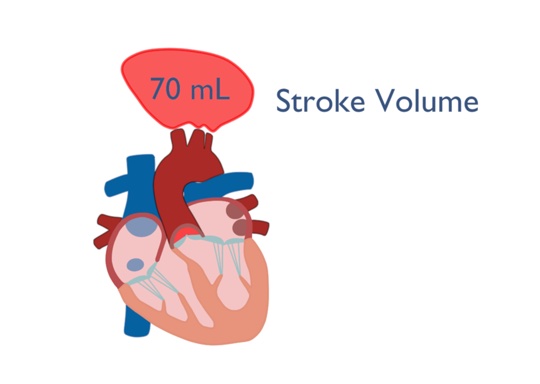 Measuring Cardiac Stroke Volume Through In-ear Audio Sensing teaser figure